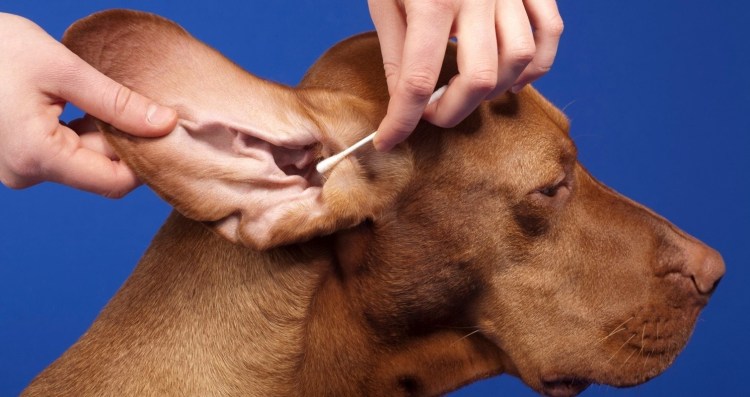 Проблемы с сосками у кобеля