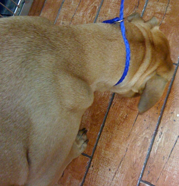 Генитальная папиллома собак