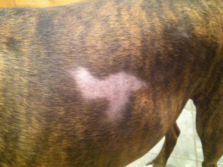 У собаки воспалились соски