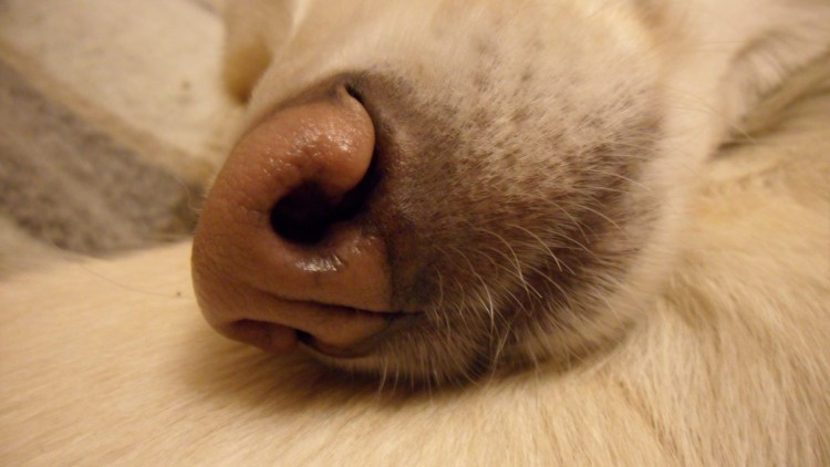 Прыщик у собаки на морде