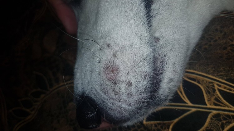 Иконка беременная собака беременная