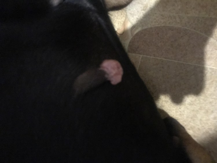 Отодектоз отит у собак