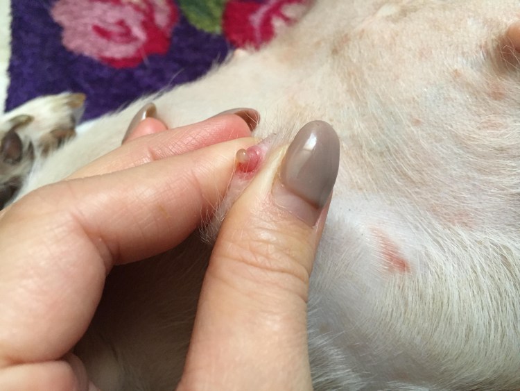 Лимфоэкстравазат ретривер