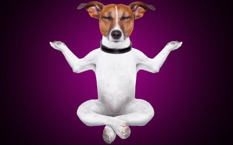 Джек-Рассел-терьер маска