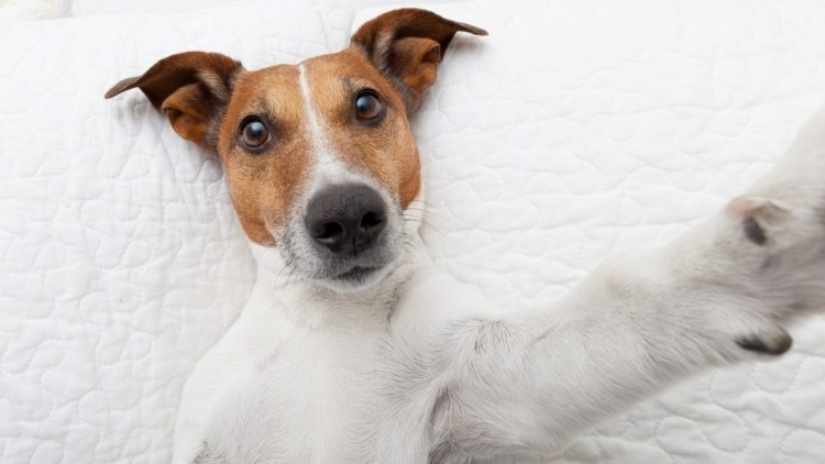 Джек-Рассел-терьер Мем