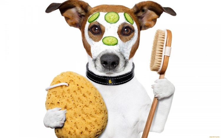 Джек Рассел лежачий