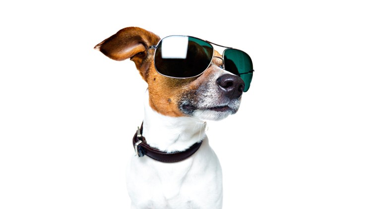 Собака в полный рост