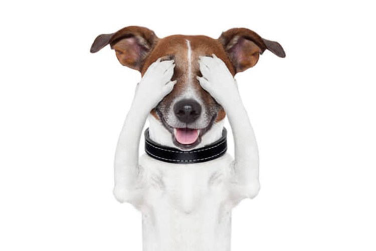 Джек Рассел путешественник