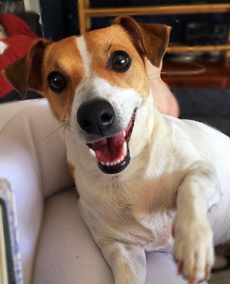 Emotional support Dog