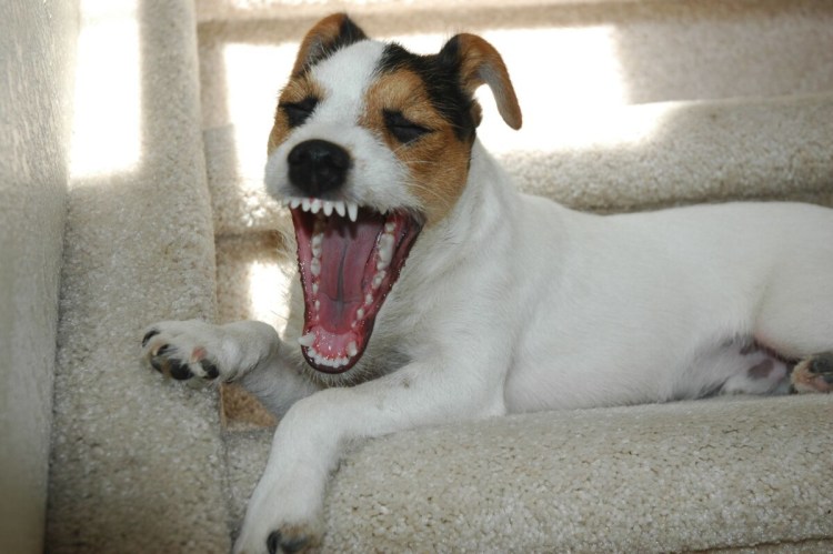 Собака думает