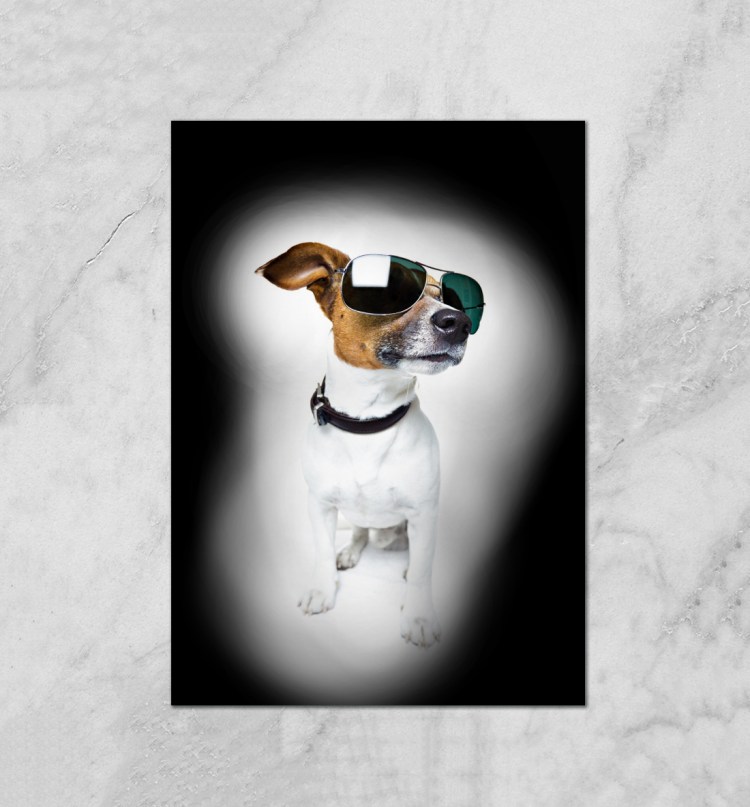 Джек Рассел