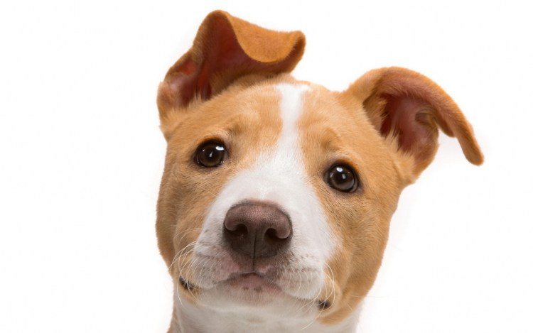 Джек-Рассел-терьер и кега