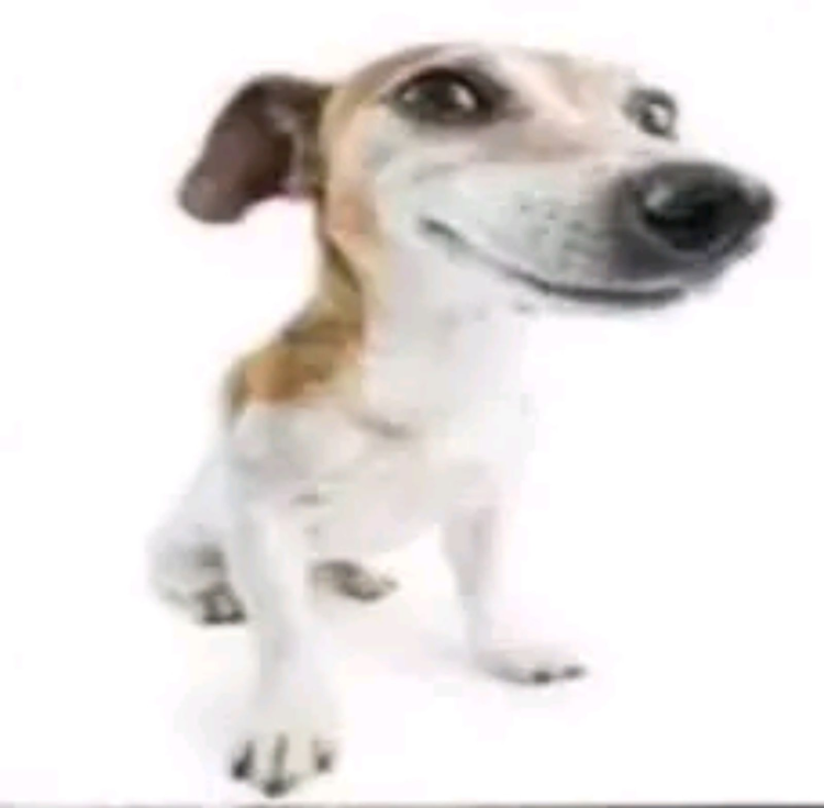 Рассел терьер