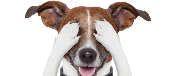 Джек Рассел