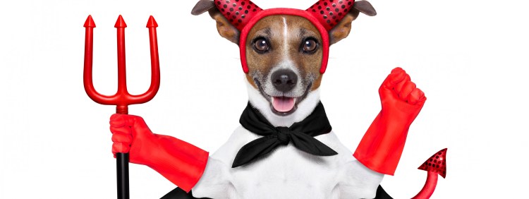 Джек-Рассел-терьер коротколапый