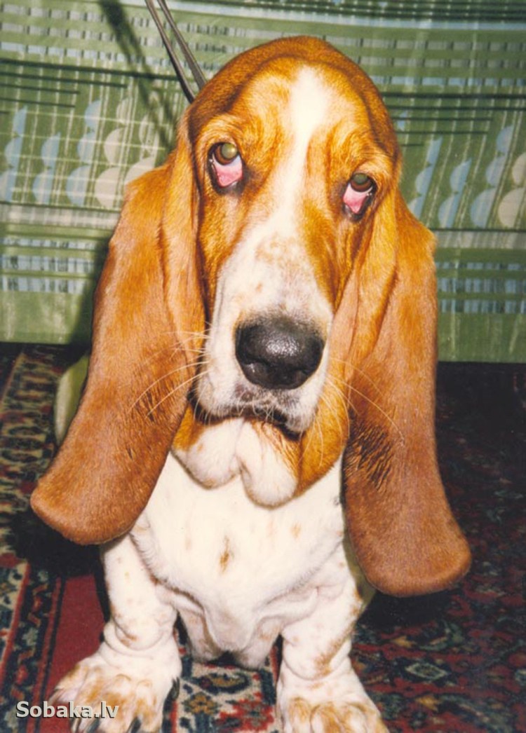 Ирландский питбуль мастиф