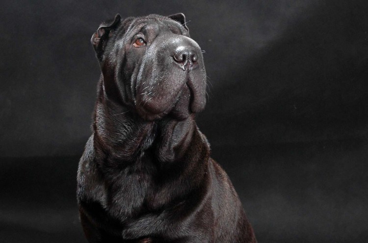 Бассет Хауэр