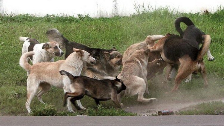 Собаки спариваются