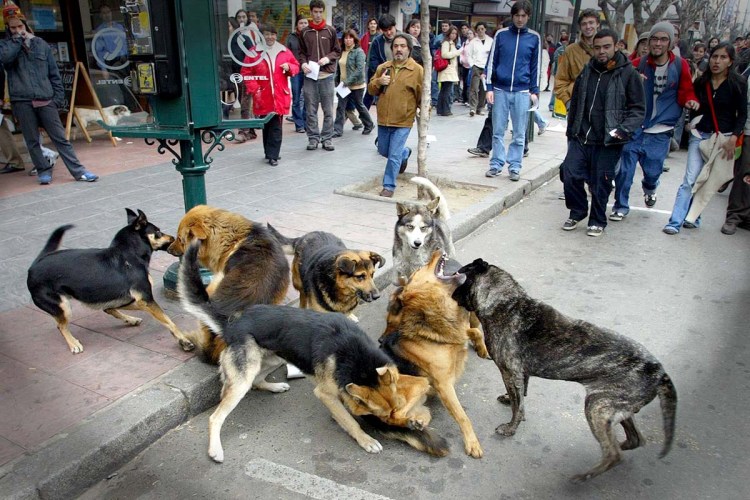 Собаки приклеились друг к другу