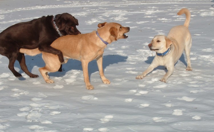 Порода собак без шеи