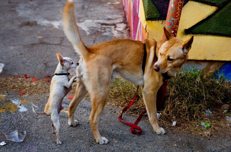 Позы собак при спаривании