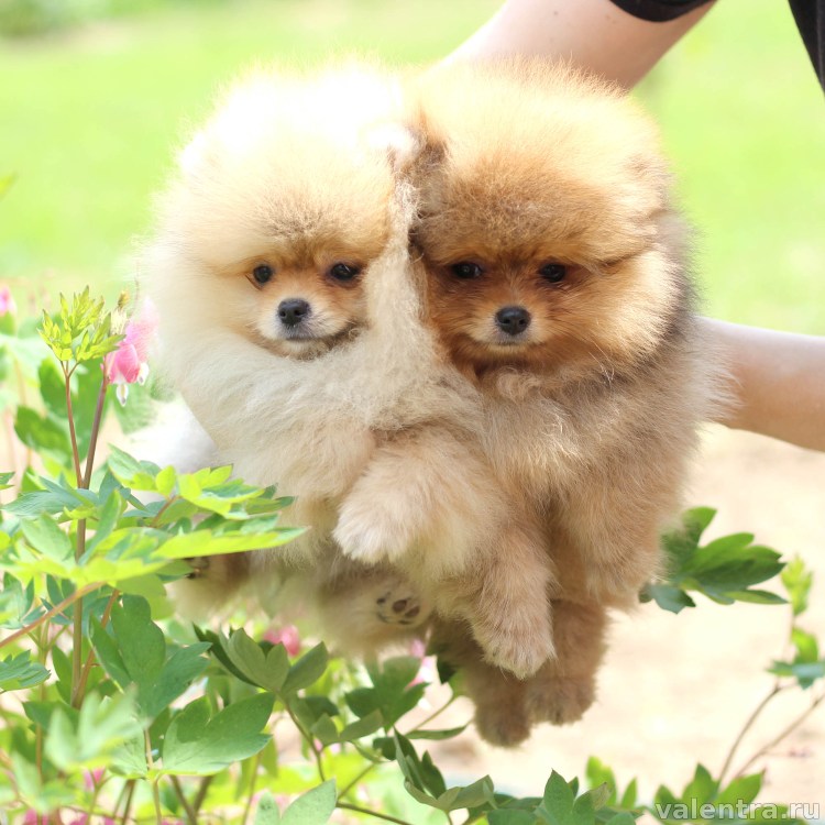 Померанский шпиц Медвежонок