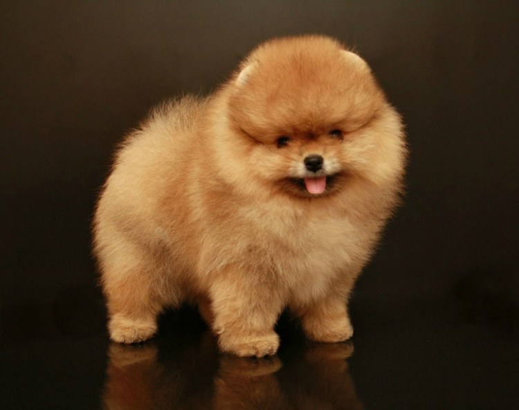 Карликовый померанский шпиц медвежьего типа