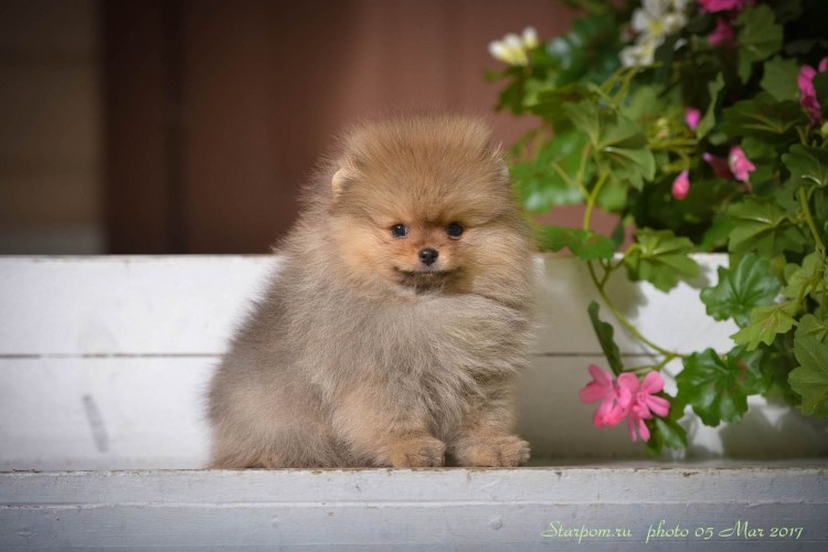 Шпиц померанский медвежьего