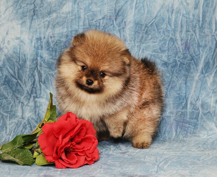 Померанский шпиц медвежьего типа