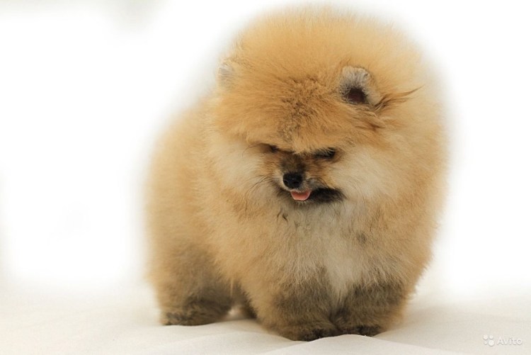 Шпиц померанский медвежьего