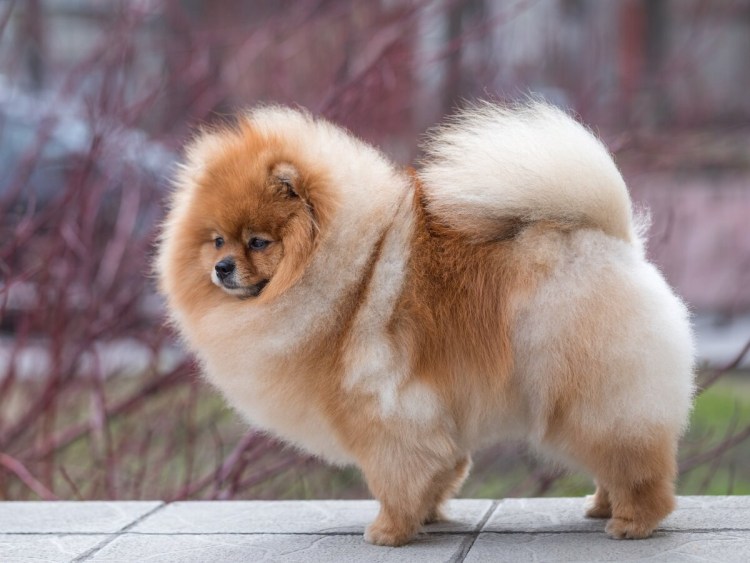Померанский шпиц Медвежонок