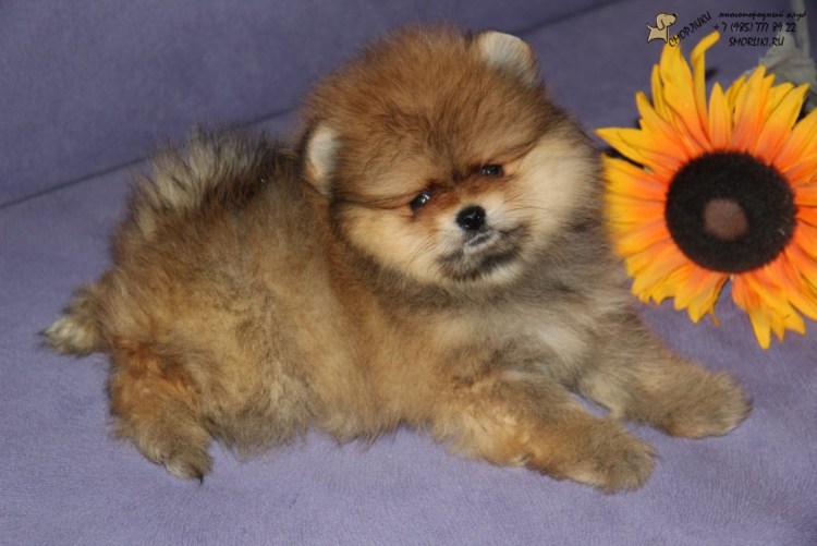 Австралийский шпиц