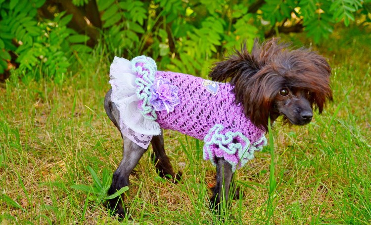 Вязанная одежда дл собаки