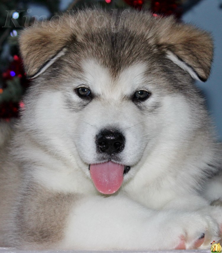 Аляска маламут