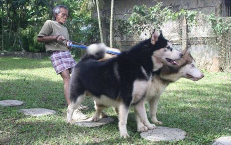 Маламут Аляскинский ги