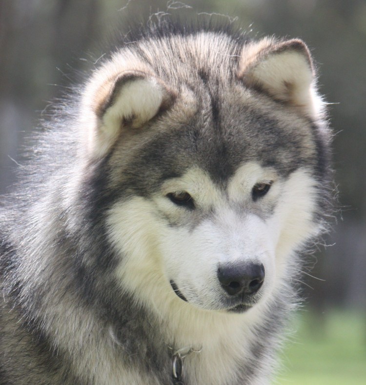 Аляскинский маламут