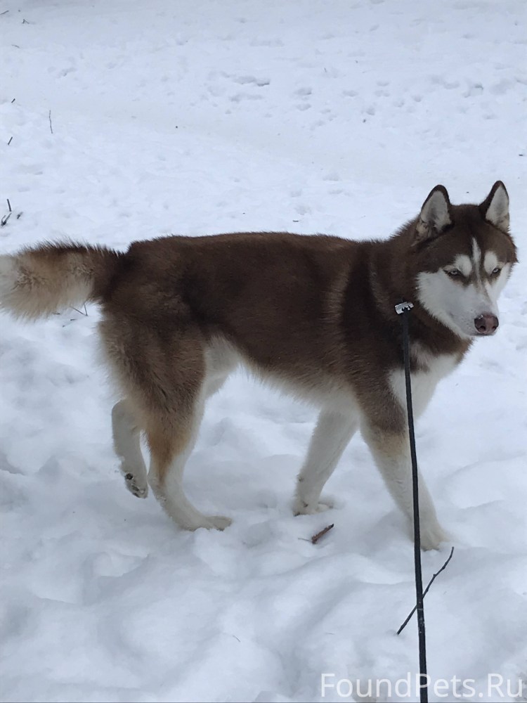 Сибирская хаска окраски рыжей в 2 года