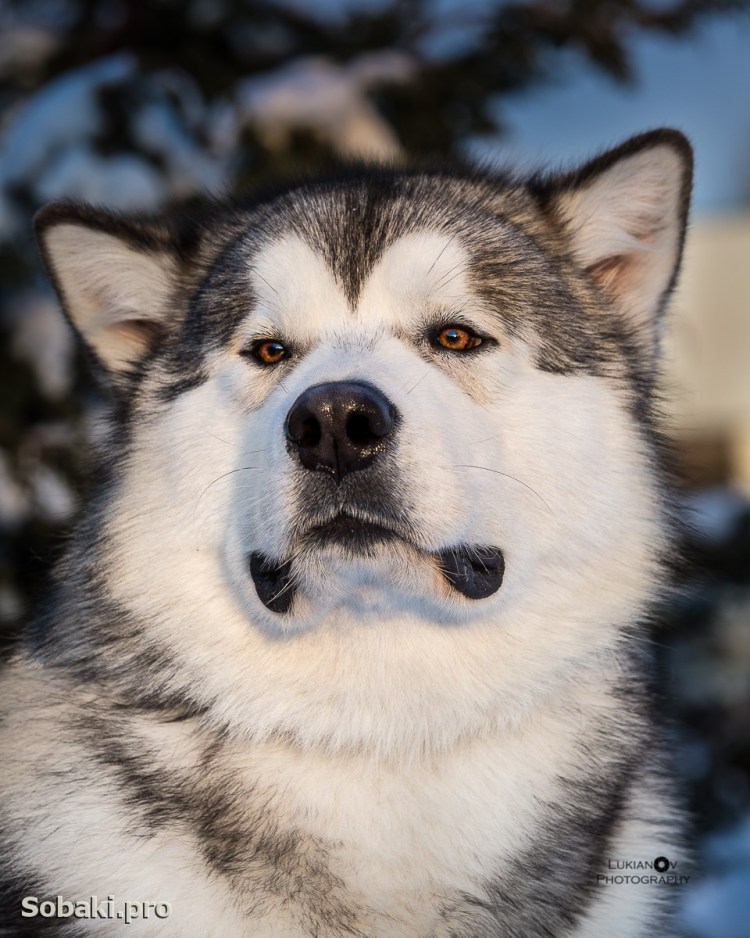 Альянскинский маламут