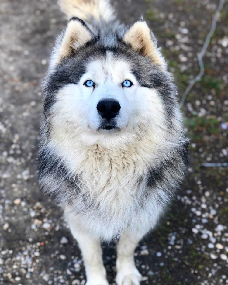 Аляскансканский маламут