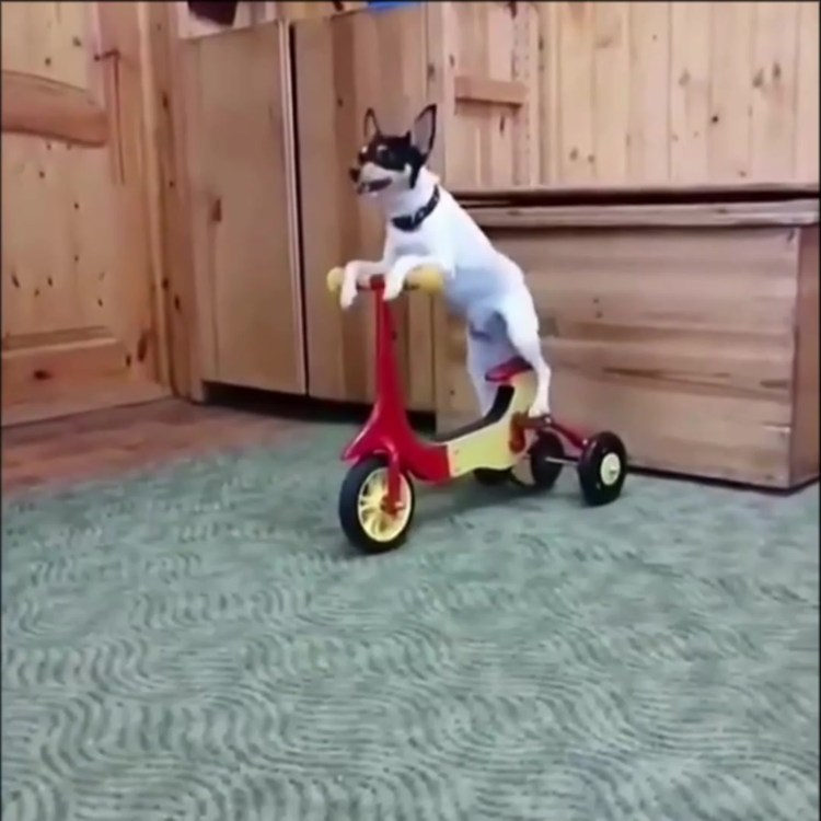 Atlas Concorde Mek Light 45x90