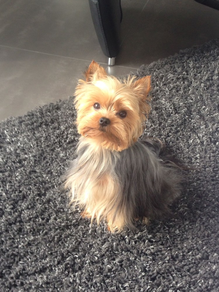 Йоркширский терьер не стриженный