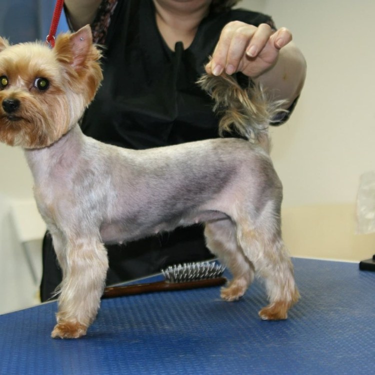 Йоркширский терьер стандарт стрижки