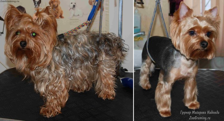Йоркширский терьер подстриженный