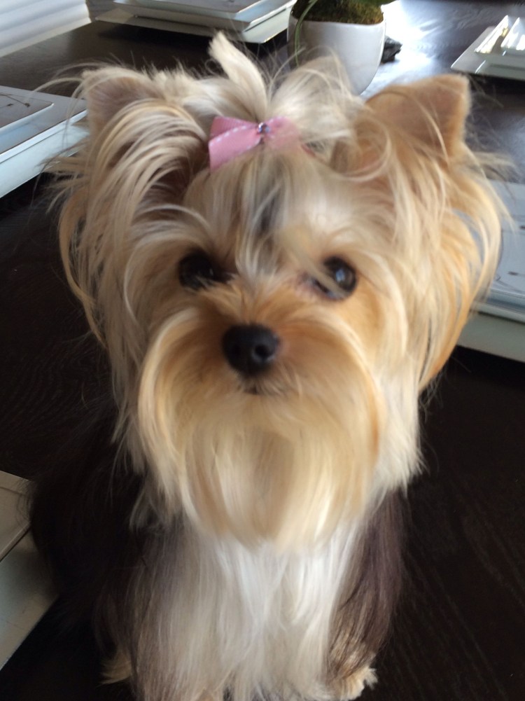 Грумминг йоркширского терьера