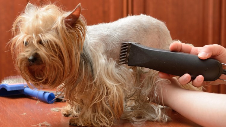 Корейская стрижка Йорка