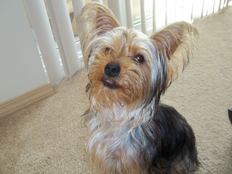 Йоркширский терьер альбинос