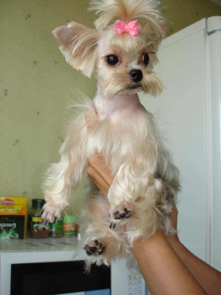 Хвост Йорка