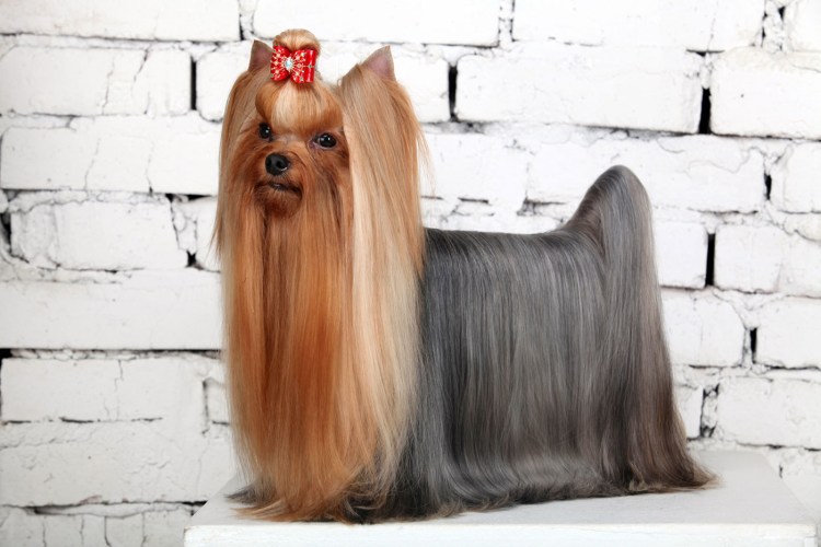 Йоркширский терьер чемпионы мира