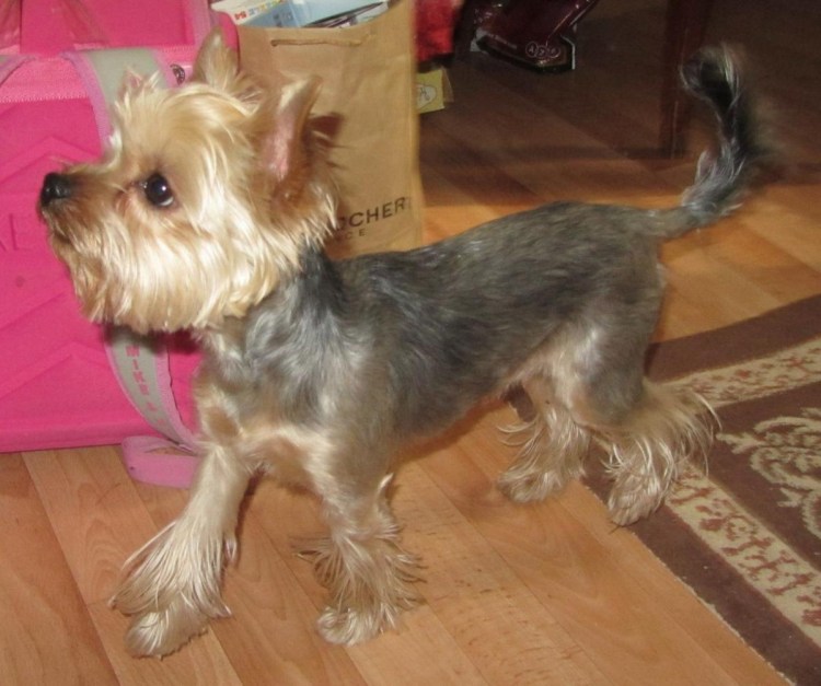 Йоркширский терьер стандарт