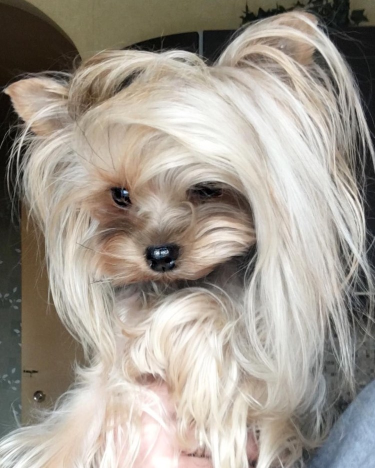 Груминг йоркширского терьера